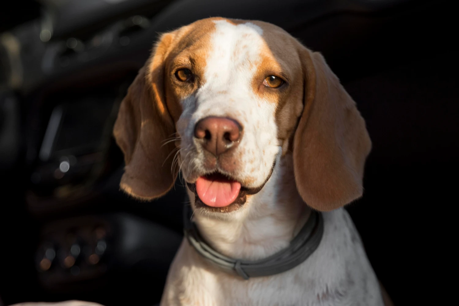 Dodge Challenger Dog Carrier Car Seat for Toy English Foxhound
